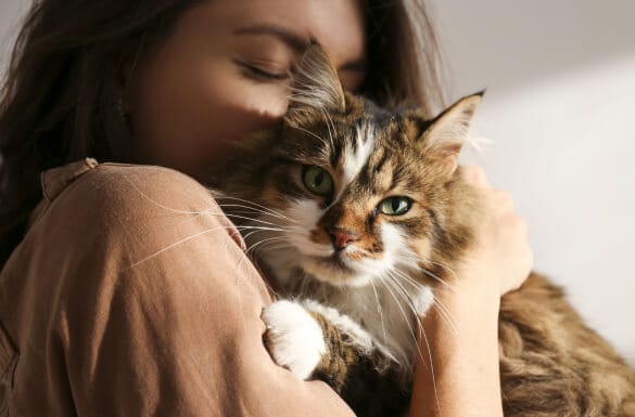 Image d'une personne tenant un chat aux poils longs et colorés près de son visage. La personne semble embrasser le chat, qui regarde directement l'objectif avec des yeux verts.