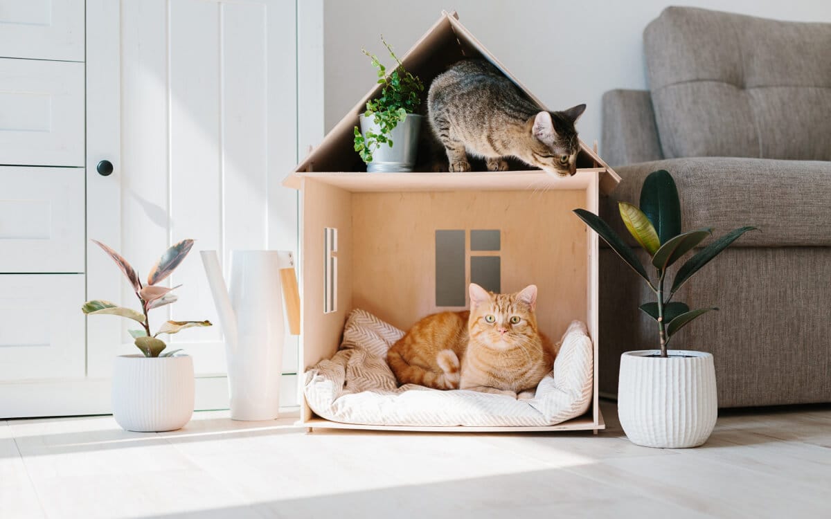 deux chats dans une niche en forme de maison