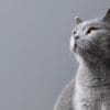 chat gris assis dans un décor tout gris