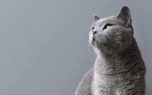 chat gris assis dans un décor tout gris