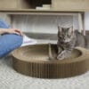 Image d'un chat gris jouant avec un jouet sur un grattoir circulaire en carton. À côté, une personne assise, vêtue d'un t-shirt blanc et de jeans, observe le chat. Le sol est recouvert d'un tapis texturé.
