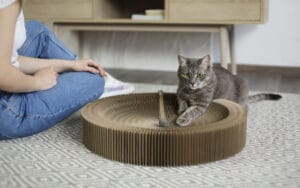 Image d'un chat gris jouant avec un jouet sur un grattoir circulaire en carton. À côté, une personne assise, vêtue d'un t-shirt blanc et de jeans, observe le chat. Le sol est recouvert d'un tapis texturé.