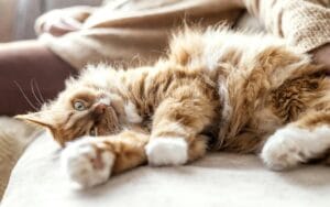 chat allongé sur le dos dans un canapé