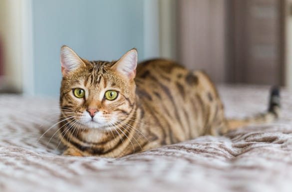chat tigré allongé sur un lit
