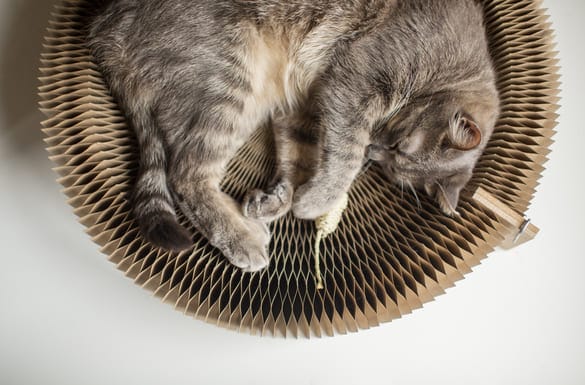 Image d'un chat gris allongé sur un grattoir circulaire en carton, avec ses pattes avant enroulées autour d'un jouet en forme de corde. Le chat semble détendu, et l'image est prise de dessus, mettant en valeur la texture du grattoir.