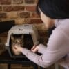 Image d'une femme se penchant vers un chat dans une cage de transport. Le chat, avec un pelage rayé, est visible à l'intérieur de la cage. La femme porte un pull clair et interagit avec le chat, tandis qu'un mur en briques sert de toile de fond.