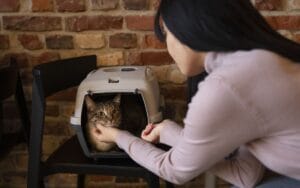 Image d'une femme se penchant vers un chat dans une cage de transport. Le chat, avec un pelage rayé, est visible à l'intérieur de la cage. La femme porte un pull clair et interagit avec le chat, tandis qu'un mur en briques sert de toile de fond.