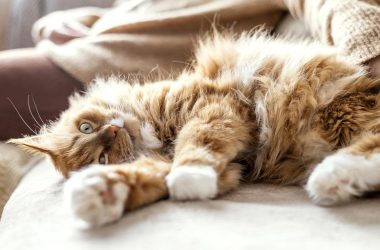 chat allongé sur le dos dans un canapé