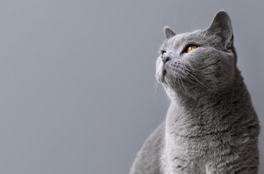 chat gris assis dans un décor tout gris