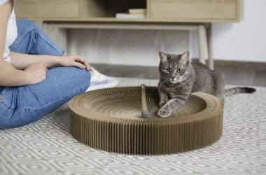 Image d'un chat gris jouant avec un jouet sur un grattoir circulaire en carton. À côté, une personne assise, vêtue d'un t-shirt blanc et de jeans, observe le chat. Le sol est recouvert d'un tapis texturé.