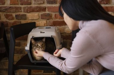 Image d'une femme se penchant vers un chat dans une cage de transport. Le chat, avec un pelage rayé, est visible à l'intérieur de la cage. La femme porte un pull clair et interagit avec le chat, tandis qu'un mur en briques sert de toile de fond.